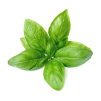 fresh basil