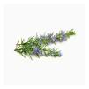 dried rosemary